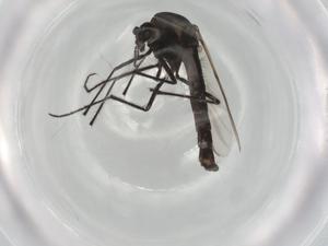  ( - BIOUG91038-E07)  @11 [ ] CreativeCommons - Attribution (2022) Centre for Biodiversity Genomics Centre for Biodiversity Genomics