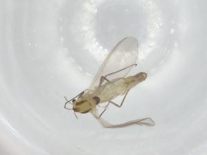  ( - BIOUG91061-D11)  @11 [ ] CreativeCommons - Attribution (2022) Centre for Biodiversity Genomics Centre for Biodiversity Genomics