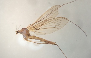  (Rhabdomastix japonica - THS-20160001)  @11 [ ] CreativeCommons - Attribution Non-Commercial (2016) Jukka Salmela Tampere Entomological Association