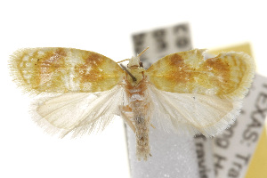  (Acleris semipurpurana - TAMUICEGR-0315)  @15 [ ] CreativeCommons - Attribution (2010) CBG Photography Group Centre for Biodiversity Genomics