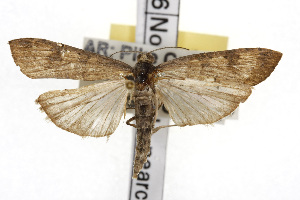  ( - TAMUICEGR-0468)  @13 [ ] CreativeCommons - Attribution (2010) CBG Photography Group Centre for Biodiversity Genomics