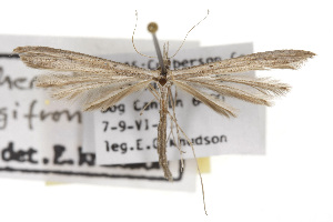  (Oidaematophorus longifrons - TAMUICEGR-0644)  @11 [ ] CreativeCommons - Attribution (2010) CBG Photography Group Centre for Biodiversity Genomics