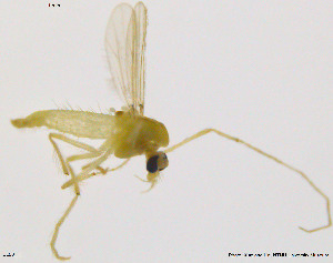  ( - DL06)  @13 [ ] CreativeCommons - Attribution Non-Commercial Share-Alike (2014) NTNU University Museum, Department of Natural History NTNU University Museum, Department of Natural History