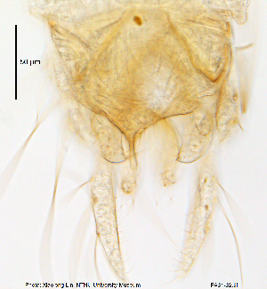  (Tanytarsus obiriciae - FA31-32)  @12 [ ] CreativeCommons - Attribution Non-Commercial Share-Alike (2015) NTNU University Museum, Department of Natural History NTNU University Museum, Department of Natural History