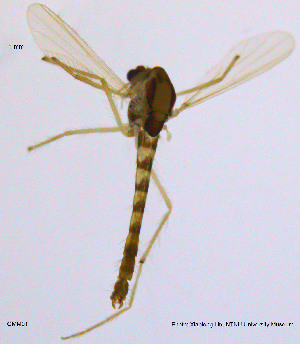  ( - GMM01)  @13 [ ] CreativeCommons - Attribution Non-Commercial Share-Alike (2014) NTNU University Museum, Department of Natural History NTNU University Museum, Department of Natural History