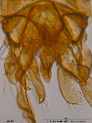  ( - GMM02)  @12 [ ] CreativeCommons - Attribution Non-Commercial Share-Alike (2014) NTNU University Museum, Department of Natural History NTNU University Museum, Department of Natural History