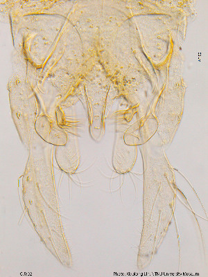  ( - QJY02)  @12 [ ] CreativeCommons - Attribution Non-Commercial Share-Alike (2014) NTNU University Museum, Department of Natural History NTNU University Museum, Department of Natural History