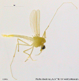  ( - TM05)  @12 [ ] CreativeCommons - Attribution Non-Commercial Share-Alike (2014) NTNU University Museum, Department of Natural History NTNU University Museum, Department of Natural History