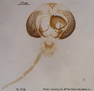 ( - To137)  @12 [ ] CreativeCommons - Attribution Non-Commercial Share-Alike (2015) NTNU University Museum, Department of Natural History NTNU University Museum, Department of Natural History