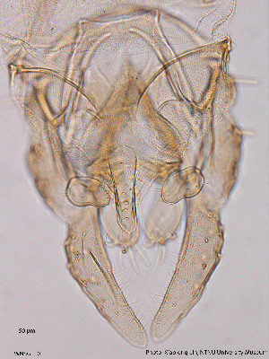  ( - WNSGL10)  @11 [ ] CreativeCommons - Attribution Non-Commercial Share-Alike (2014) NTNU University Museum, Department of Natural History NTNU University Museum, Department of Natural History