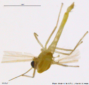  ( - WNXL11)  @12 [ ] CreativeCommons - Attribution Non-Commercial Share-Alike (2014) NTNU University Museum, Department of Natural History NTNU University Museum, Department of Natural History