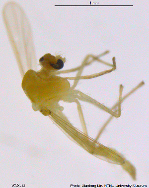  ( - WNXL12)  @12 [ ] CreativeCommons - Attribution Non-Commercial Share-Alike (2014) NTNU University Museum, Department of Natural History NTNU University Museum, Department of Natural History