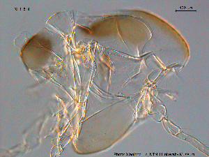  ( - XL316)  @11 [ ] CreativeCommons - Attribution Non-Commercial Share-Alike (2015) NTNU University Museum, Department of Natural History NTNU University Museum, Department of Natural History