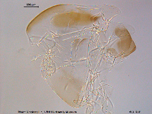  ( - XL319)  @11 [ ] CreativeCommons - Attribution Non-Commercial Share-Alike (2015) NTNU University Museum, Department of Natural History NTNU University Museum, Department of Natural History