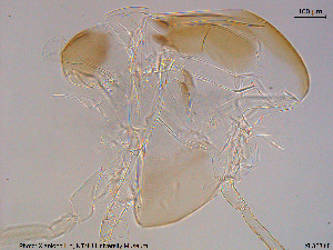  ( - XL323)  @11 [ ] CreativeCommons - Attribution Non-Commercial Share-Alike (2015) NTNU University Museum, Department of Natural History NTNU University Museum, Department of Natural History