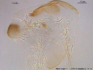  ( - XL326)  @11 [ ] CreativeCommons - Attribution Non-Commercial Share-Alike (2015) NTNU University Museum, Department of Natural History NTNU University Museum, Department of Natural History