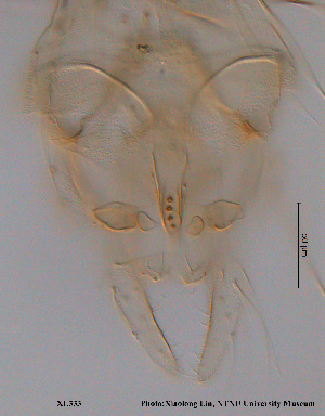  ( - XL333)  @11 [ ] CreativeCommons - Attribution Non-Commercial Share-Alike (2015) NTNU University Museum, Department of Natural History NTNU University Museum, Department of Natural History