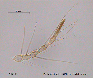  (Tanytarsus tongmuensis - XL337)  @12 [ ] CreativeCommons - Attribution Non-Commercial Share-Alike (2015) NTNU University Museum, Department of Natural History NTNU University Museum, Department of Natural History