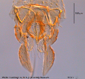  ( - XL377)  @11 [ ] CreativeCommons - Attribution Non-Commercial Share-Alike (2015) NTNU University Museum, Department of Natural History NTNU University Museum, Department of Natural History