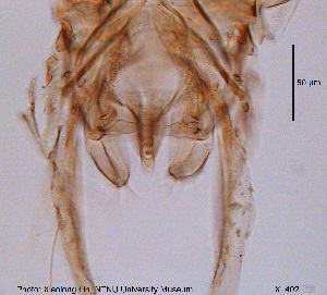  ( - XL402)  @12 [ ] CreativeCommons - Attribution Non-Commercial Share-Alike (2015) NTNU University Museum, Department of Natural History NTNU University Museum, Department of Natural History