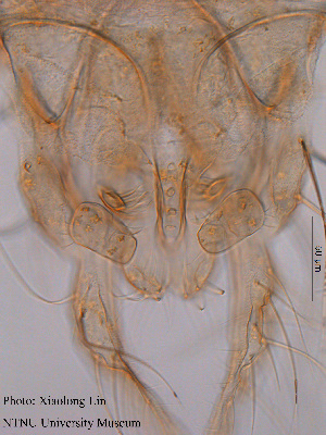  ( - XL416)  @12 [ ] CreativeCommons - Attribution Non-Commercial Share-Alike (2015) NTNU University Museum, Department of Natural History NTNU University Museum, Department of Natural History