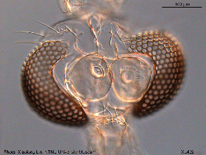  (Tanytarsus shouautumnalis - XL422)  @14 [ ] CreativeCommons - Attribution Non-Commercial Share-Alike (2015) NTNU University Museum, Department of Natural History NTNU University Museum, Department of Natural History