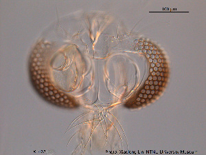  ( - XL423)  @11 [ ] CreativeCommons - Attribution Non-Commercial Share-Alike (2015) NTNU University Museum, Department of Natural History NTNU University Museum, Department of Natural History