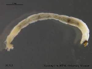  ( - XL431)  @11 [ ] CreativeCommons - Attribution Non-Commercial Share-Alike (2015) NTNU University Museum, Department of Natural History NTNU University Museum, Department of Natural History