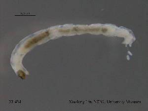  ( - XL434)  @11 [ ] CreativeCommons - Attribution Non-Commercial Share-Alike (2015) NTNU University Museum, Department of Natural History NTNU University Museum, Department of Natural History