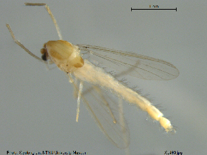  ( - XL493)  @11 [ ] CreativeCommons - Attribution Non-Commercial Share-Alike (2016) NTNU University Museum, Department of Natural History NTNU University Museum, Department of Natural History