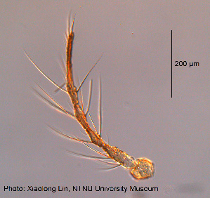  ( - XL50)  @11 [ ] CreativeCommons - Attribution Non-Commercial Share-Alike (2015) NTNU University Museum, Department of Natural History NTNU University Museum, Department of Natural History