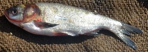  ( - MOH76)  @11 [ ] Copyright (2017) PHCDBS PAUL HEBERT CENTRE FOR DNA BARCODING AND BIODIVERSITY STUDIES