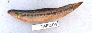  (Lepidocephalichthys sp. MT-2015 - MOH104)  @11 [ ] Copyright (2017) PHCDBS PAUL HEBERT CENTRE FOR DNA BARCODING AND BIODIVERSITY STUDIES