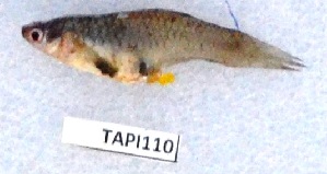  ( - MOH110)  @11 [ ] Copyright (2017) PHCDBS PAUL HEBERT CENTRE FOR DNA BARCODING AND BIODIVERSITY STUDIES