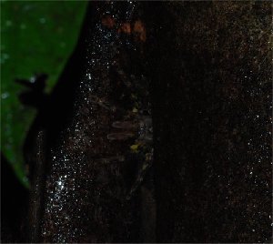  ( - BM-1036WK-E08)  @11 [ ] CreativeCommons - Attribution Share-Alike (2016) Jan Phillip Samadi Max Planck Institute for Evolutionary Biology
