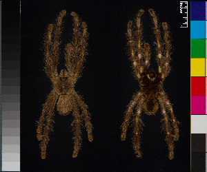  ( - BL-1036X1-A11)  @11 [ ] CreativeCommons - Attribution (2016) Michael Morra Centre for Biodiversity Genomics