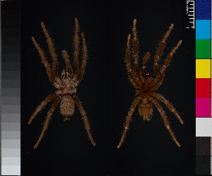  (Chilobrachys fimbriatus - BL-1036X3-A10)  @11 [ ] CreativeCommons - Attribution (2014) Michael Morra Centre for Biodiversity Genomics