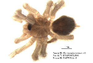  (Heteroscodra maculata - BIOGU00532-B10)  @11 [ ] CreativeCommons - Attribution (2013) Michael Morra Centre for Biodiversity Genomics