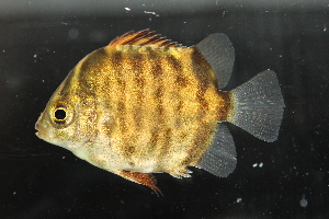  ( - RTNC_030)  @11 [ ] CreativeCommons - Attribution Non-Commercial Share-Alike (2021) NICOLAS CHARPIN Museum National d'Histoire Naturelle, Paris