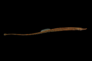  ( - RTNC_080)  @11 [ ] Copyright (2021) Nicolas Charpin Museum National d'Histoire Naturelle, Paris