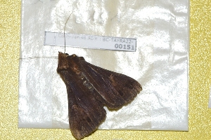  ( - BC-TAYRA22-00151)  @11 [ ] cc-by (2022) Matthias Colin Museum national d'Histoire naturelle, Paris