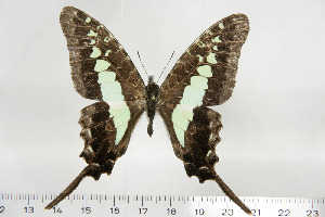  (Graphium gudenusi - BC-TB6885)  @14 [ ] Copyright (2010) Thierry Bouyer Research Collection of Thierry Bouyer