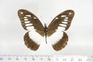  (Papilio zoroastres - BC-TB6944)  @13 [ ] Copyright (2010) Thierry Bouyer Research Collection of Thierry Bouyer