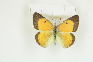  (Colias electo - BC-TB8949)  @14 [ ] Copyright (2012) Thierry Bouyer Research Collection of Thierry Bouyer