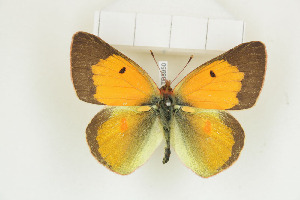  (Colias electo zombana - BC-TB8950)  @11 [ ] Copyright (2012) Thierry Bouyer Research Collection of Thierry Bouyer