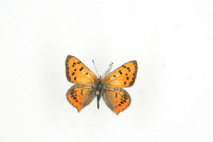  (Lycaena phlaeas abbotti - BC-TB9294)  @12 [ ] Copyright (2012) Thierry Bouyer Research Collection of Thierry Bouyer