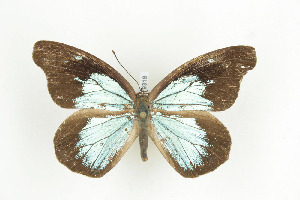  ( - BC-TB9318)  @12 [ ] Copyright (2012) Thierry Bouyer Research Collection of Thierry Bouyer