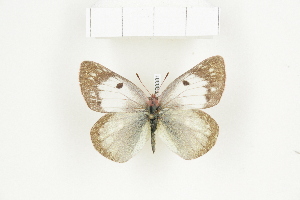  (Colias electo pseudohecate - BC-TB8381)  @14 [ ] Copyright (2011) Thierry Bouyer Research Collection of Thierry Bouyer