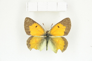  (Colias electo murphyi - BC-TB8423)  @14 [ ] Copyright (2011) Thierry Bouyer Research Collection of Thierry Bouyer