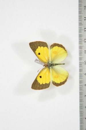  (Colias electo jolyi - BC-TB3719)  @12 [ ] Copyright (2010) Thierry Bouyer Research Collection of Thierry Bouyer